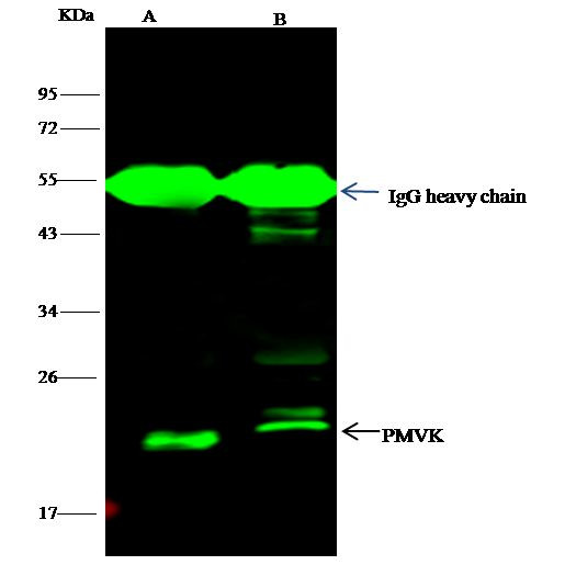 PMVK Antibody in Immunoprecipitation (IP)
