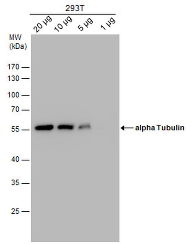 alpha Tubulin Antibody in Western Blot (WB)