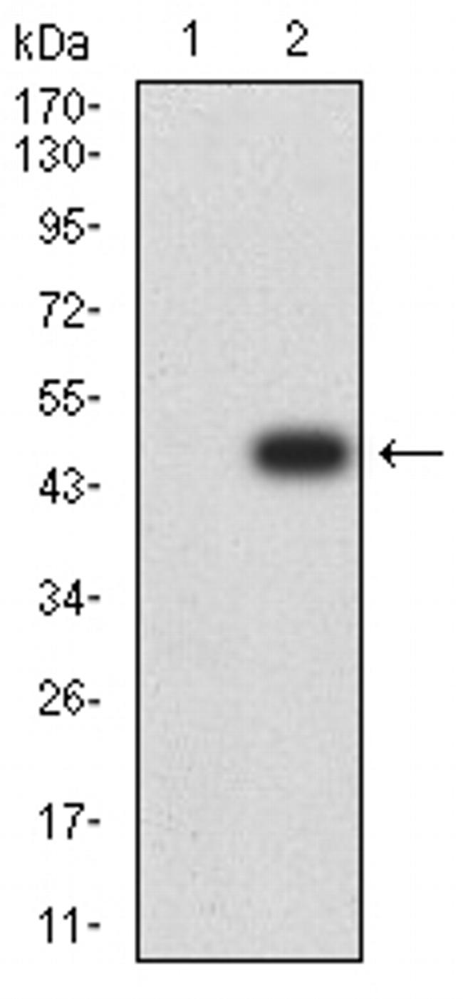 Bcl-B Antibody in Western Blot (WB)