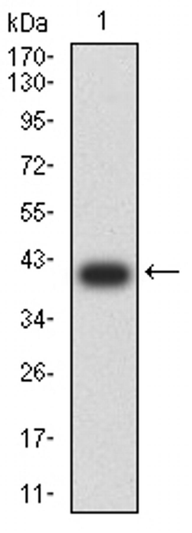 C1QA Antibody in Western Blot (WB)
