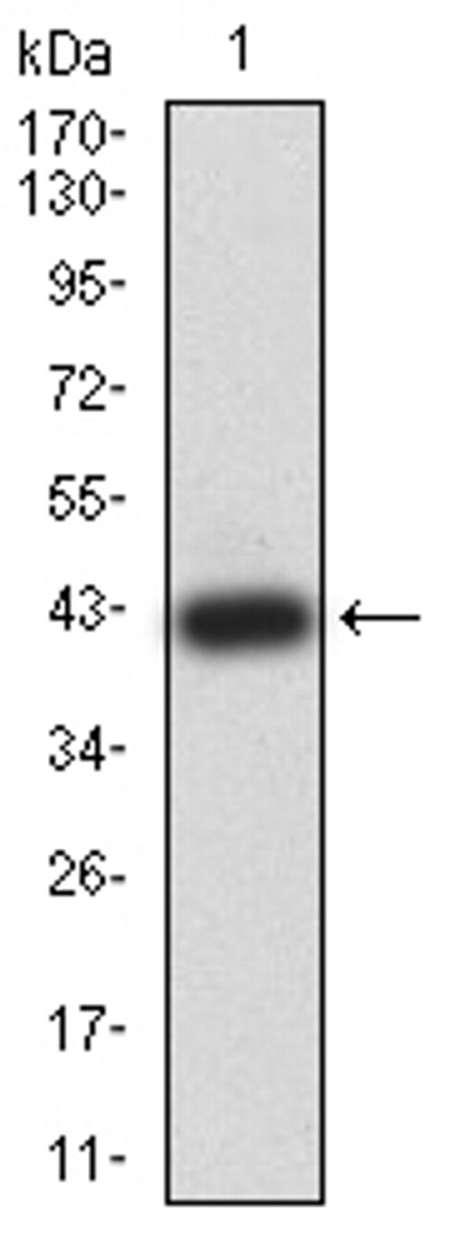 CBX7 Antibody in Western Blot (WB)
