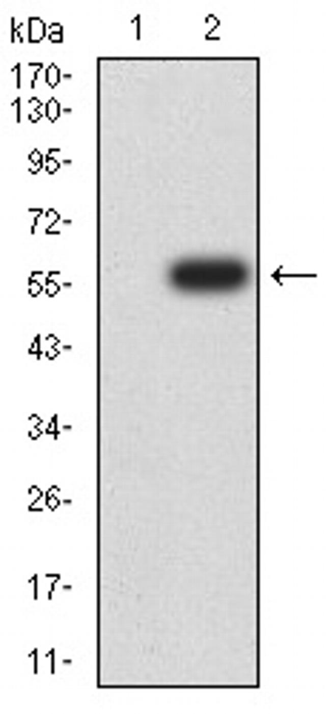 DNMT3L Antibody in Western Blot (WB)