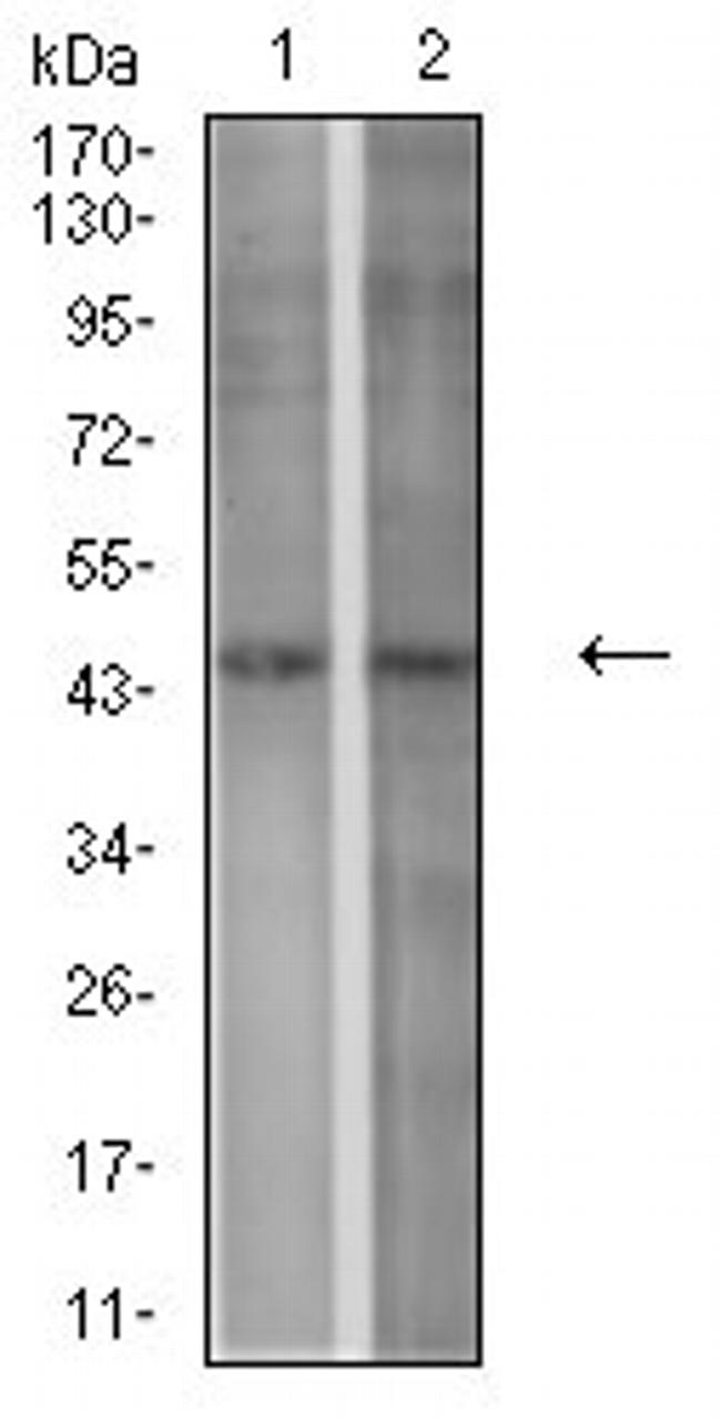 P2Y1 Antibody in Western Blot (WB)