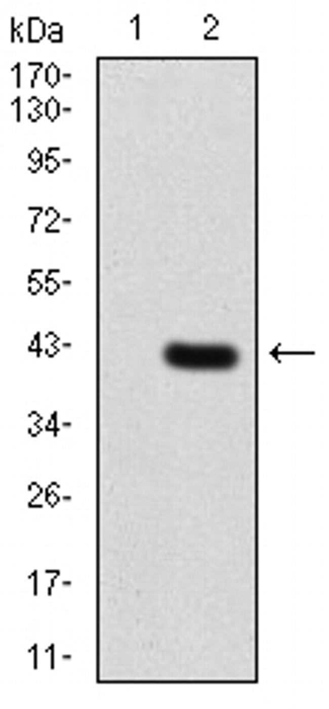 PDPK1 Antibody in Western Blot (WB)