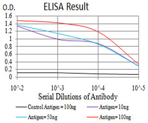 RAB13 Antibody in ELISA (ELISA)