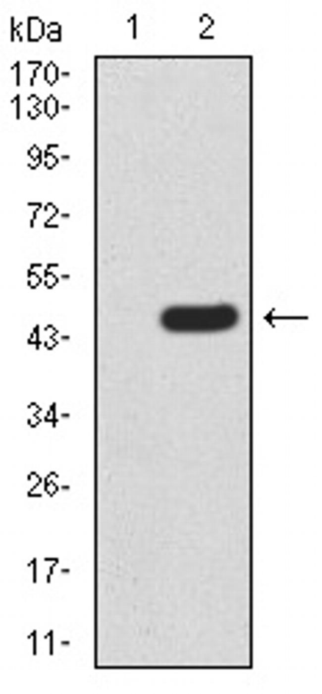 RAD23A Antibody in Western Blot (WB)