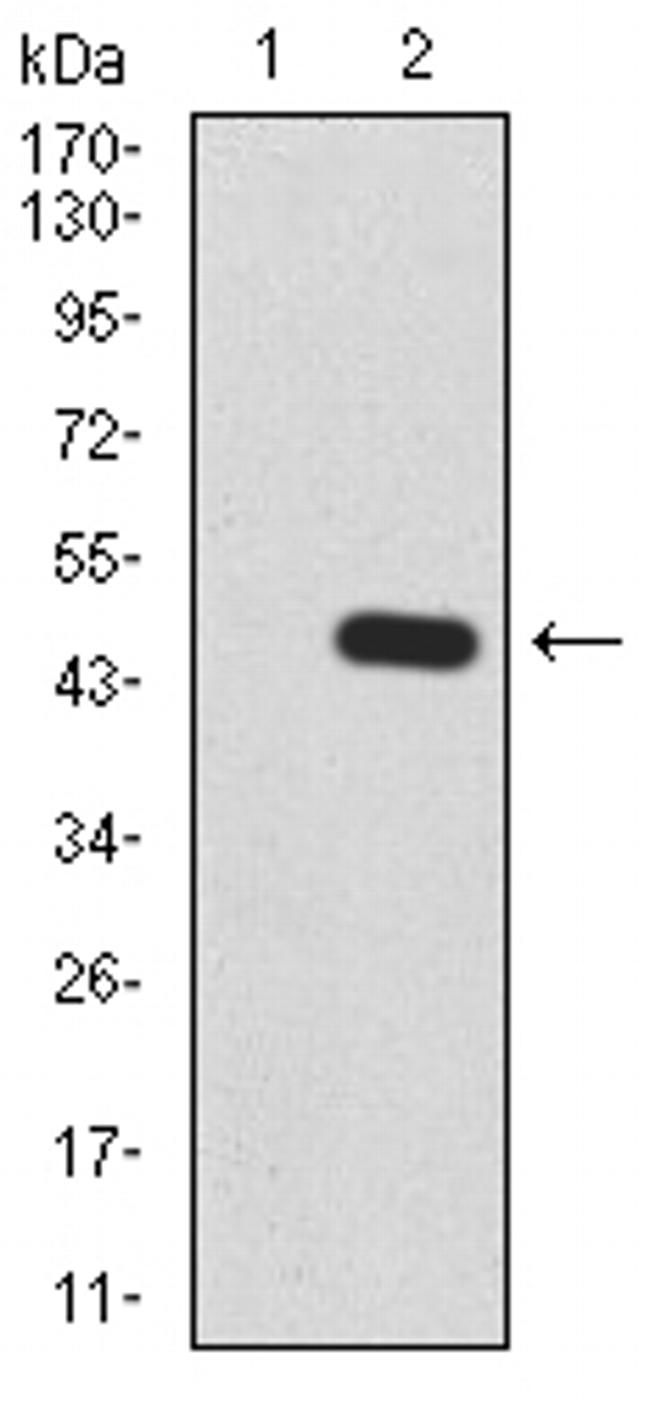 RALA Antibody in Western Blot (WB)