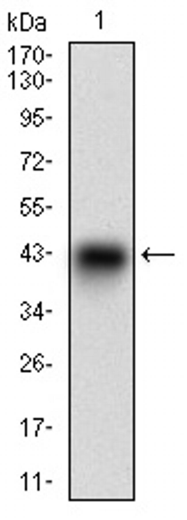 SCP3 Antibody in Western Blot (WB)