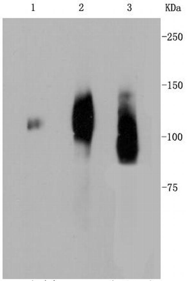 CD107b (LAMP-2) Antibody in Western Blot (WB)