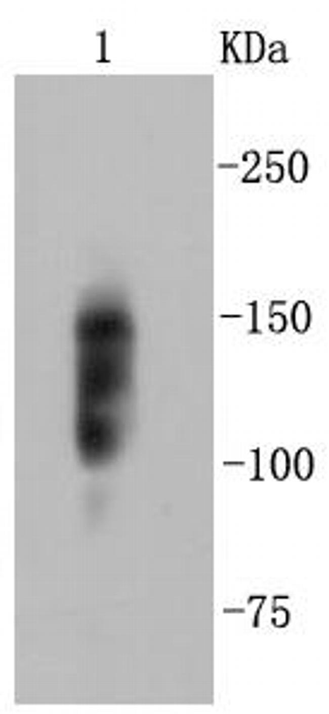 Integrin beta 1 (CD29) Antibody in Western Blot (WB)