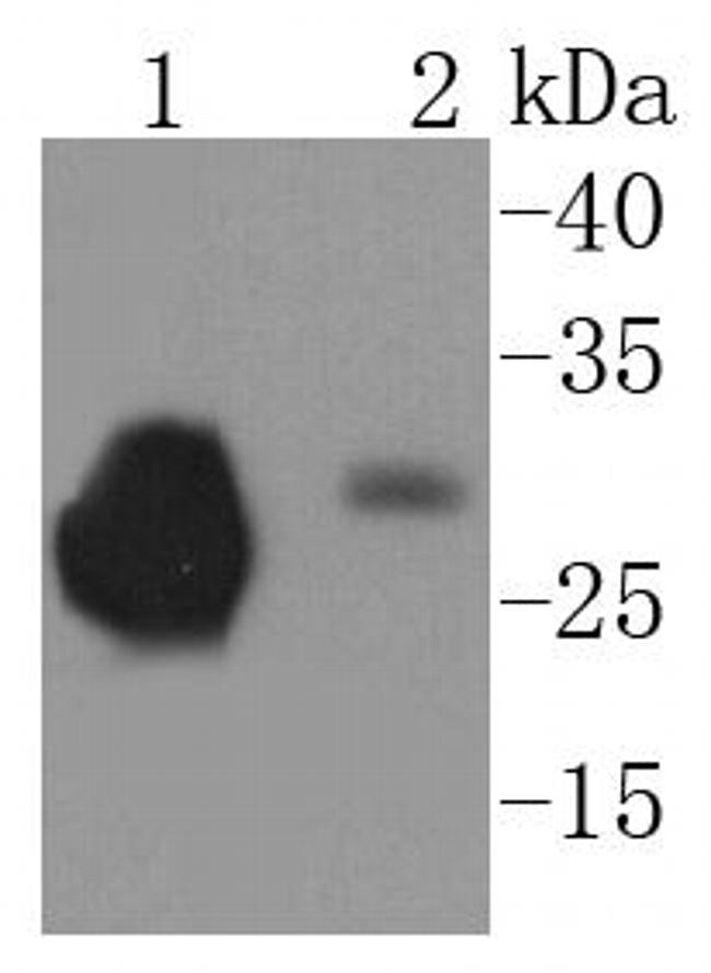 CD230 (PrP) Antibody in Western Blot (WB)
