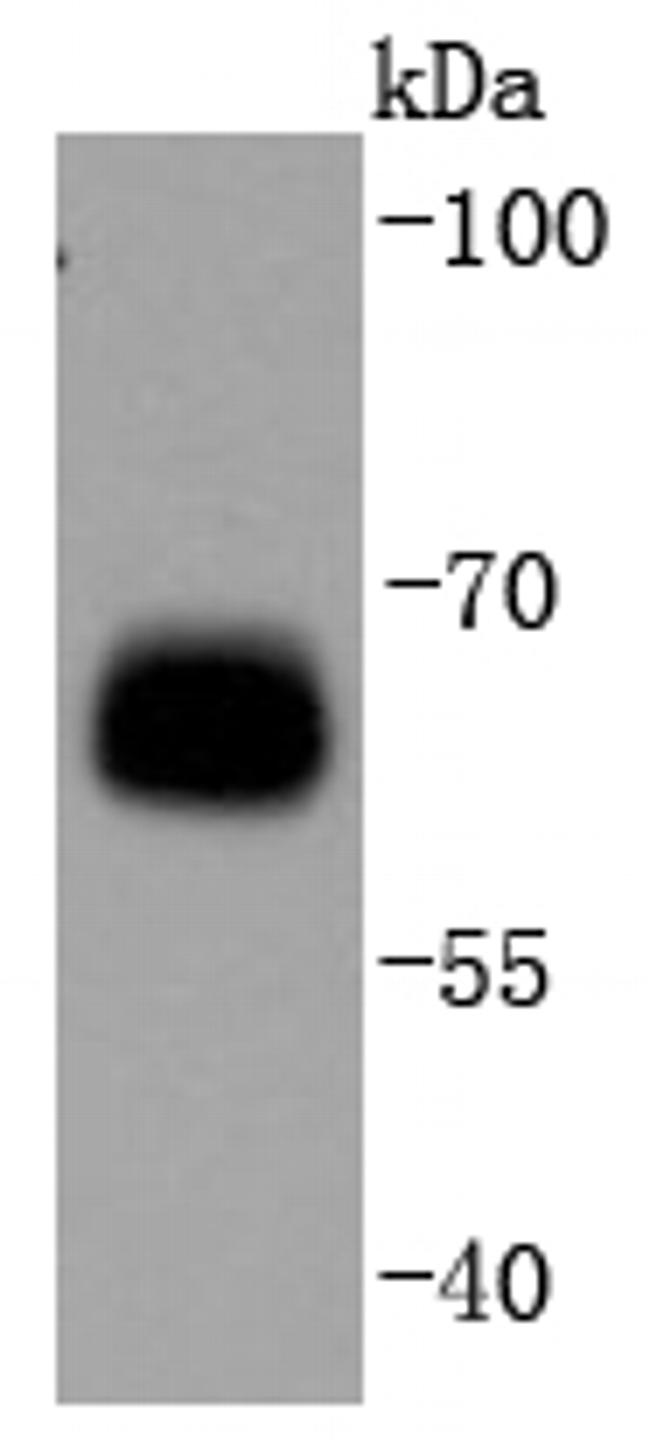 Phospho-AMPK alpha-1 (Ser496) Antibody in Western Blot (WB)