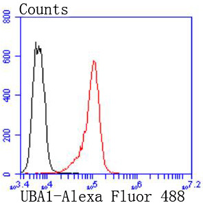 UBE1 Antibody in Flow Cytometry (Flow)