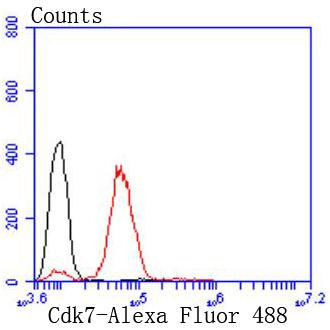 CDK7 Antibody in Flow Cytometry (Flow)