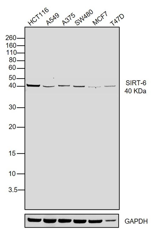 SIRT6 Antibody in Western Blot (WB)