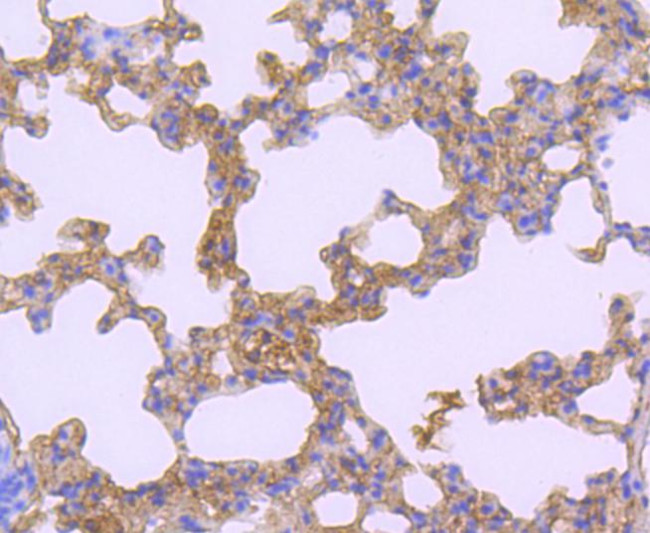 ATF7 Antibody in Immunohistochemistry (Paraffin) (IHC (P))