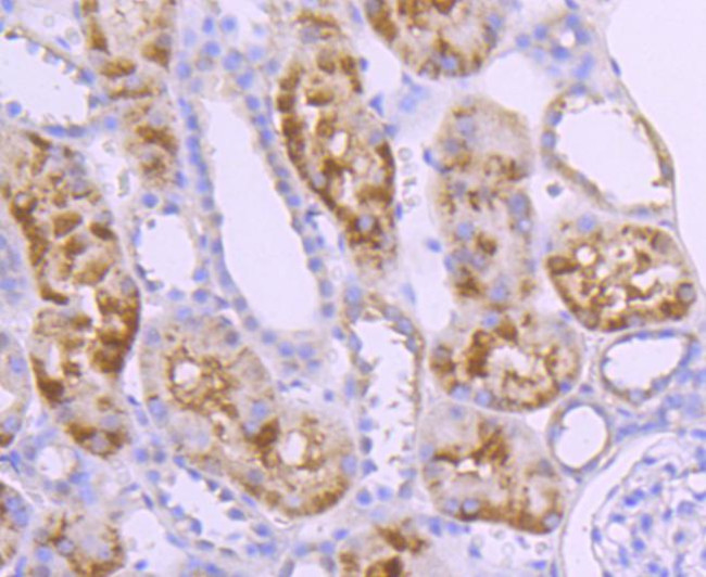 Caspase 10 Antibody in Immunohistochemistry (Paraffin) (IHC (P))