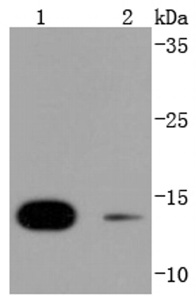 SUMO4 Antibody in Western Blot (WB)