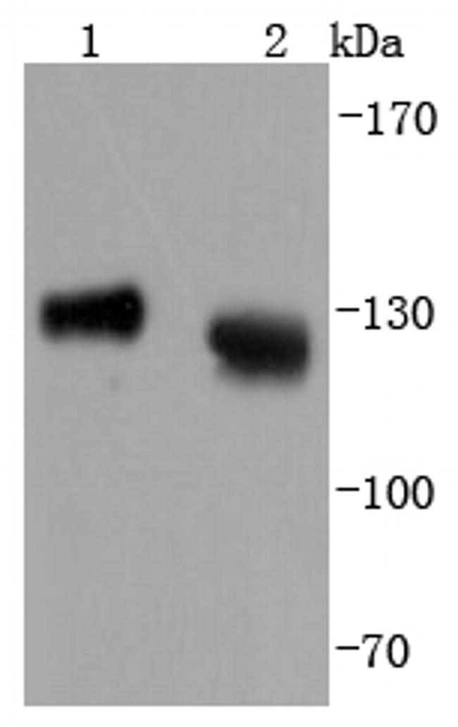 CD107a (LAMP-1) Antibody in Western Blot (WB)