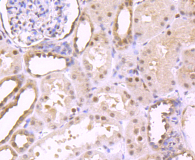S1P1 Antibody in Immunohistochemistry (Paraffin) (IHC (P))