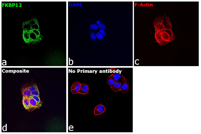 FKBP12 Antibody in Immunocytochemistry (ICC/IF)