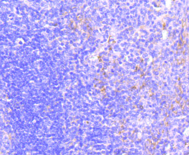 MRP1 Antibody in Immunohistochemistry (Paraffin) (IHC (P))