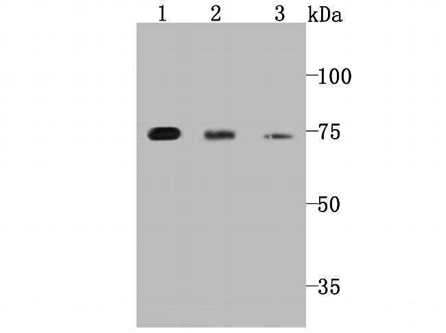 PKC epsilon Antibody in Western Blot (WB)