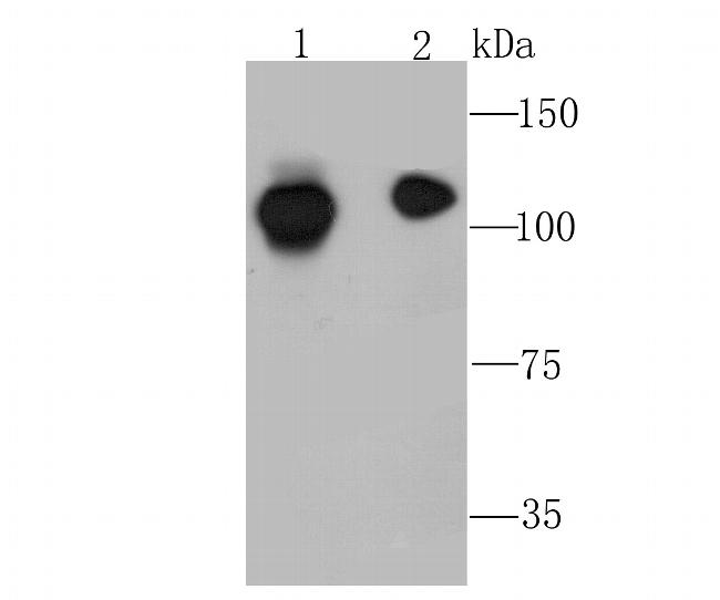NFkB p52 Antibody in Western Blot (WB)
