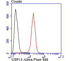 USP13 Antibody in Flow Cytometry (Flow)