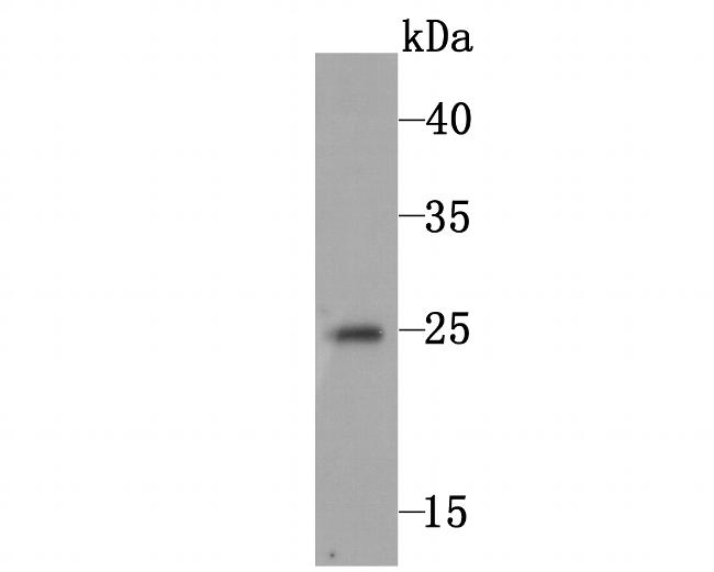 FAM213A Antibody in Western Blot (WB)