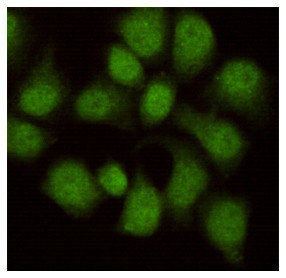 WDR77 Antibody in Immunocytochemistry (ICC/IF)