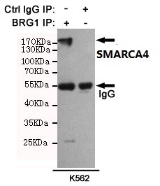 BRG1 Antibody in Immunoprecipitation (IP)