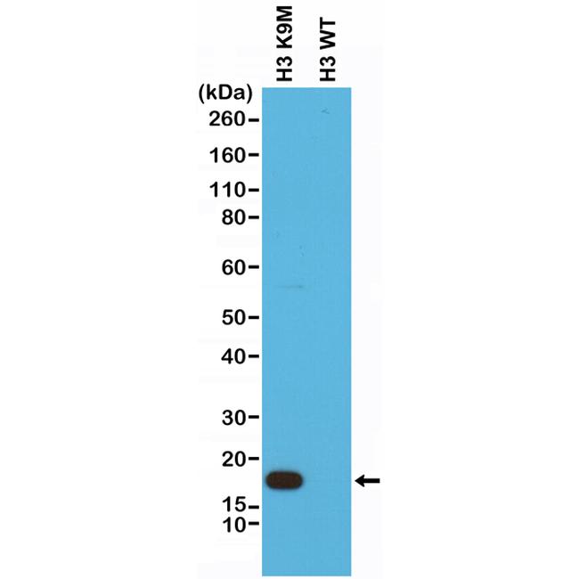 H3 K9M oncohistone mutant Antibody in Western Blot (WB)