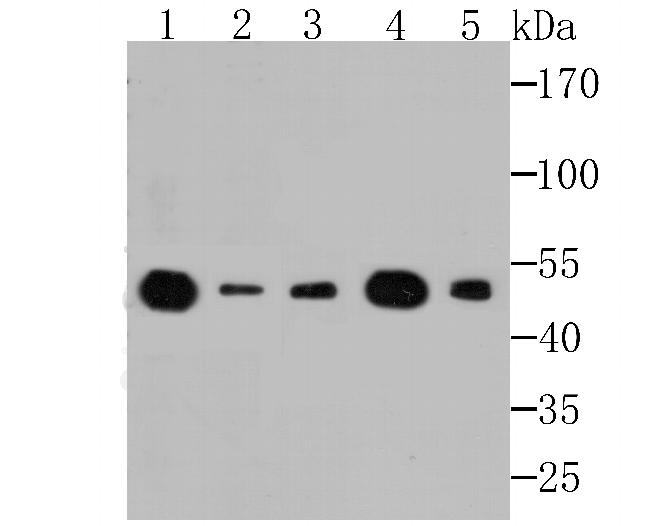 EEF1A1 Antibody in Western Blot (WB)