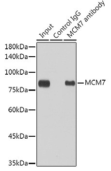 MCM7 Antibody in Immunoprecipitation (IP)