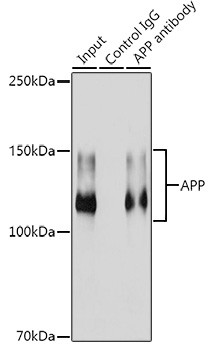 Amyloid Precursor Protein Antibody in Immunoprecipitation (IP)