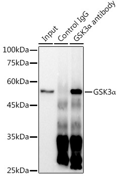 GSK3 alpha Antibody in Immunoprecipitation (IP)