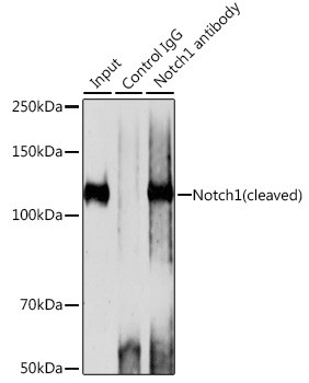 NOTCH1 Antibody in Immunoprecipitation (IP)