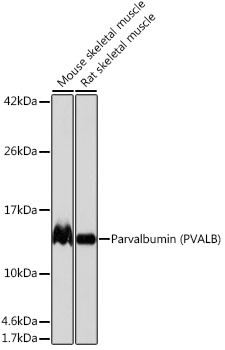Parvalbumin Antibody in Western Blot (WB)