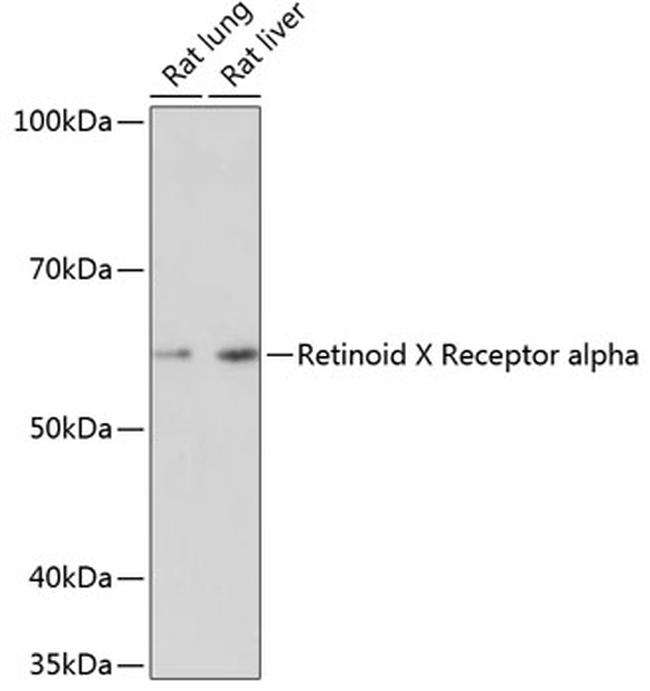RXRA Antibody in Western Blot (WB)