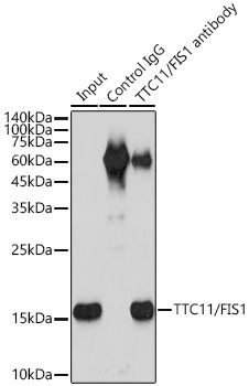 FIS1 Antibody in Immunoprecipitation (IP)