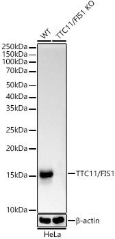 FIS1 Antibody in Western Blot (WB)