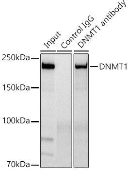 DNMT1 Antibody in Immunoprecipitation (IP)