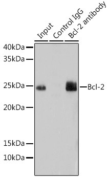BCL-2 Antibody in Immunoprecipitation (IP)