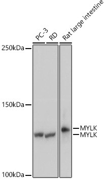 MYLK Antibody in Western Blot (WB)