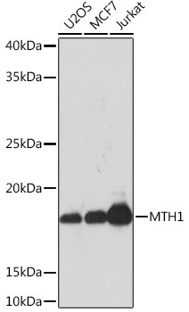 MTH1 Antibody in Western Blot (WB)