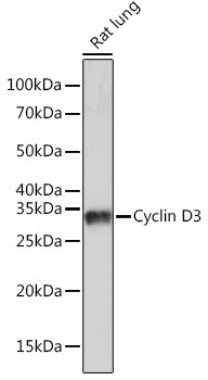 Cyclin D3 Antibody in Western Blot (WB)