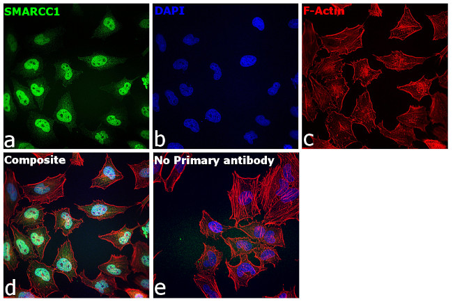 SMARCC1 Antibody in Immunocytochemistry (ICC/IF)
