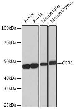 CCR8 Antibody in Western Blot (WB)