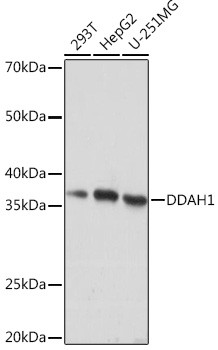 DDAH1 Antibody in Western Blot (WB)